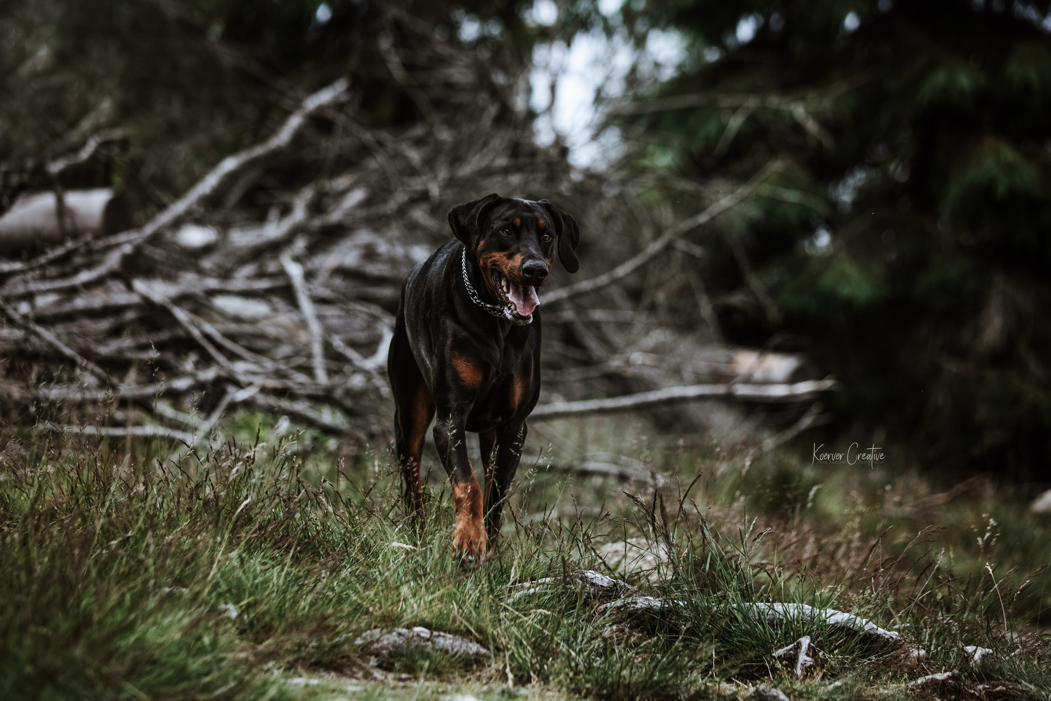 Dobermann am Oderteich bei einem Fotoshooting im Harz