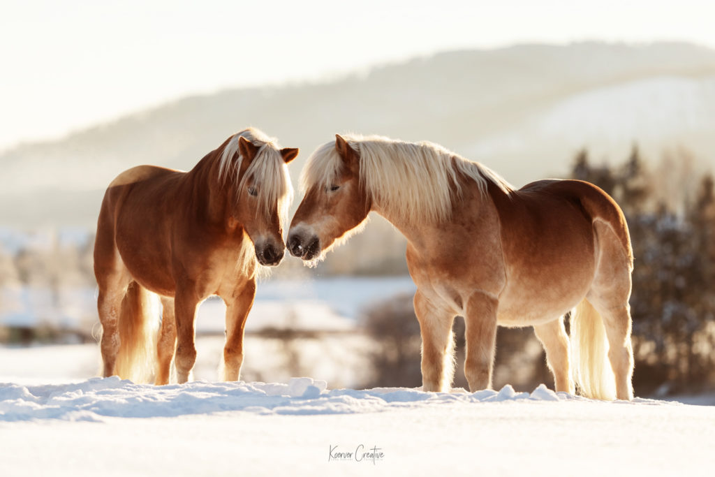 Pferdeshooting im Schnee mit 2 Haflingern