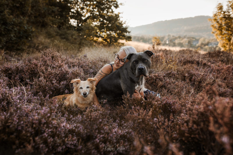 Amercian Staffordshire Terrier und Dackelmix in der Heide in Goslar