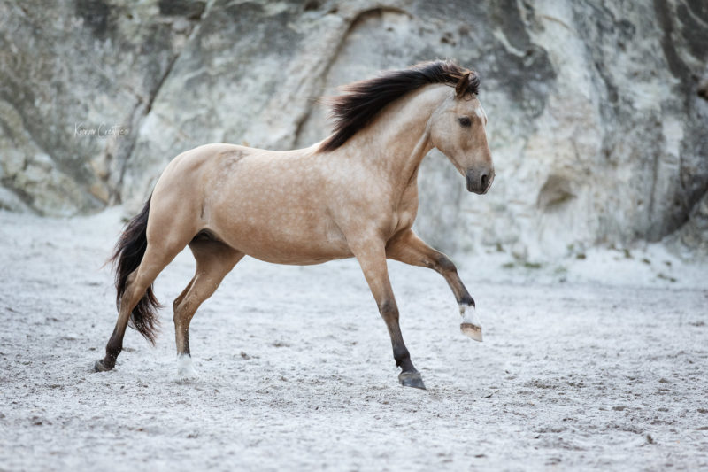 Andalusier galoppiert in Sand in Blankenburg
