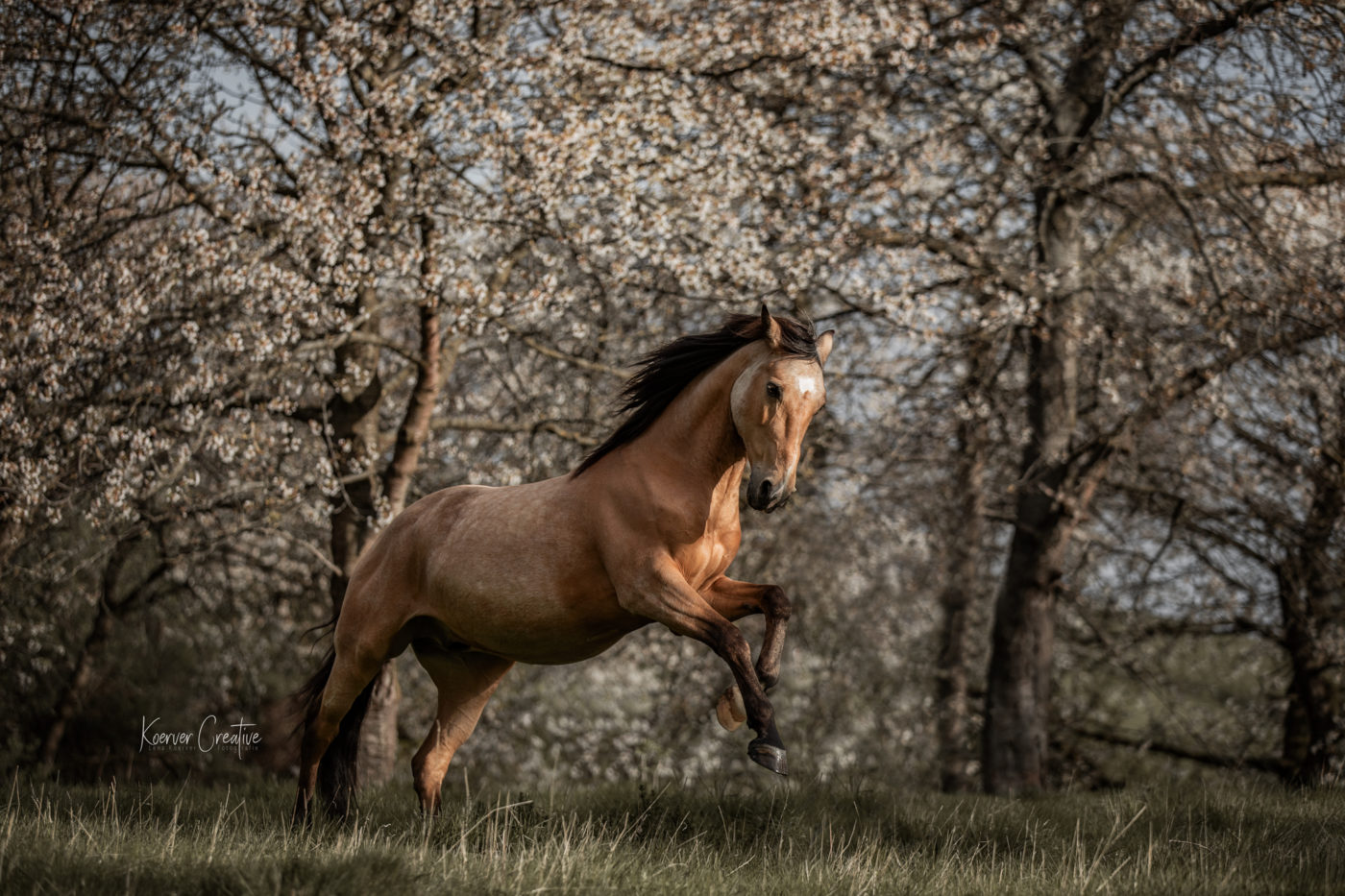 Pferd in Apfelbaumblüten