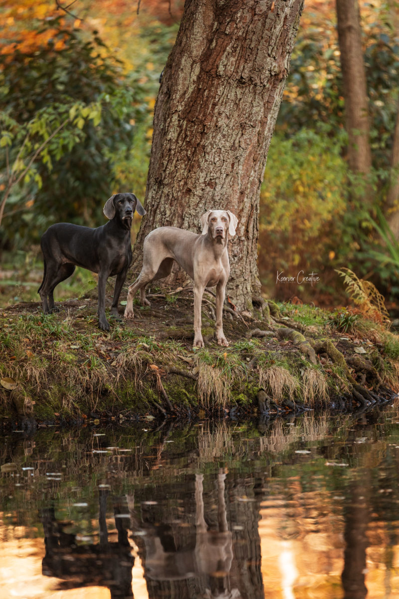 Weimaraner im Kurpark - Tierfotografie Seesen