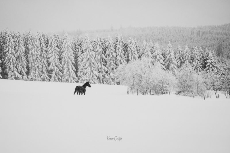 Schwarzes Pferd vor schneebehangenen Bäumen