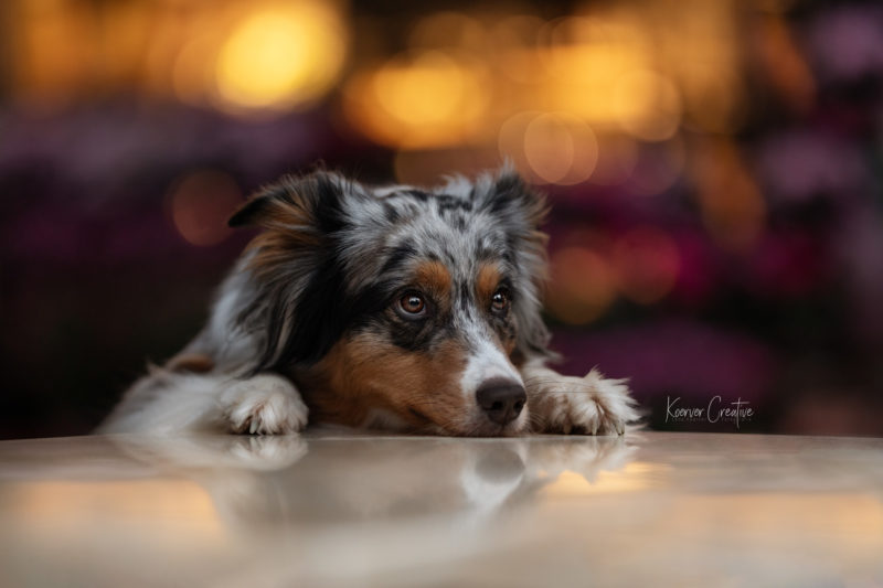 Australian-Sheperd Kopf ablegen