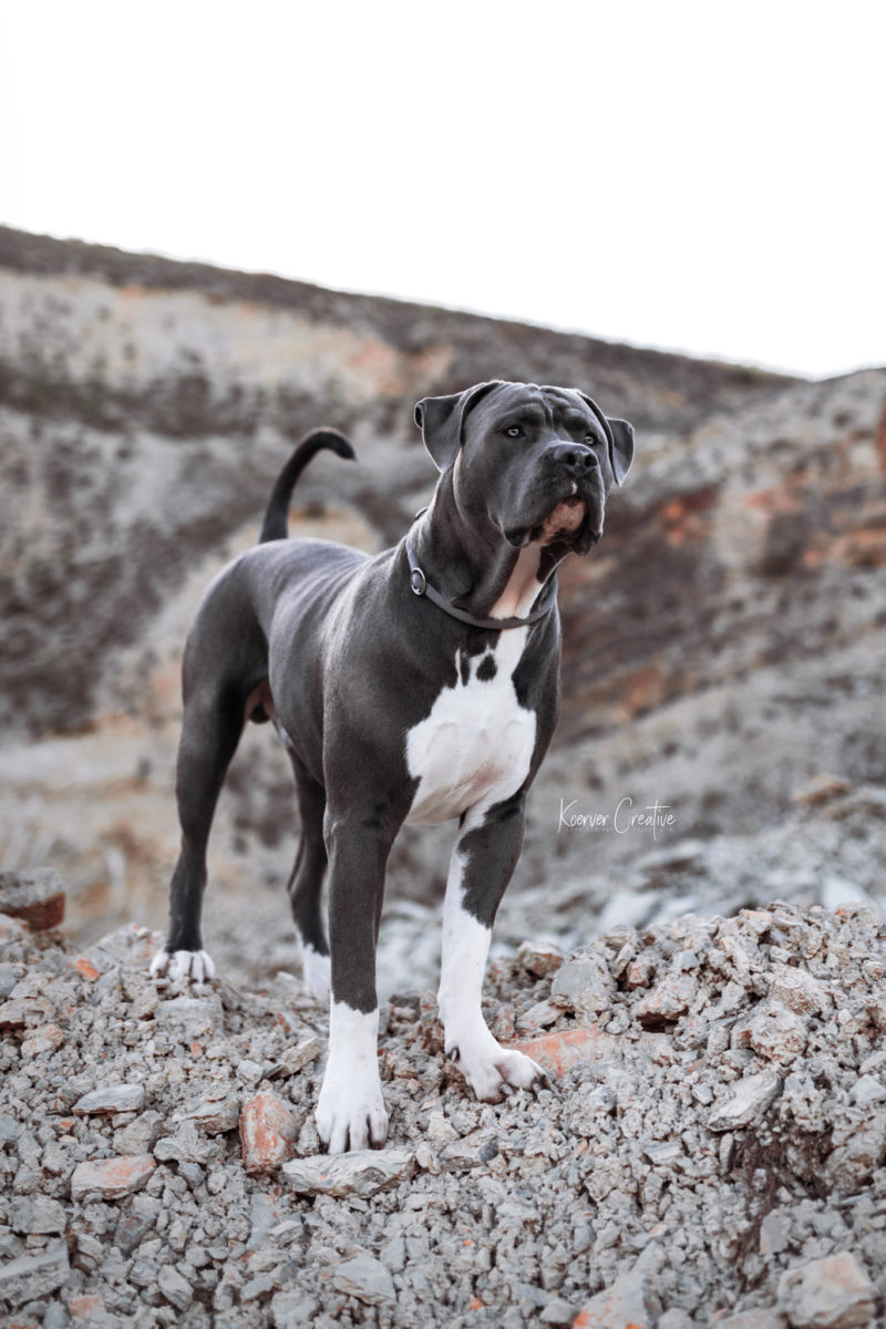 Amercian Bully in Steinbruch in Bad Gandersheim