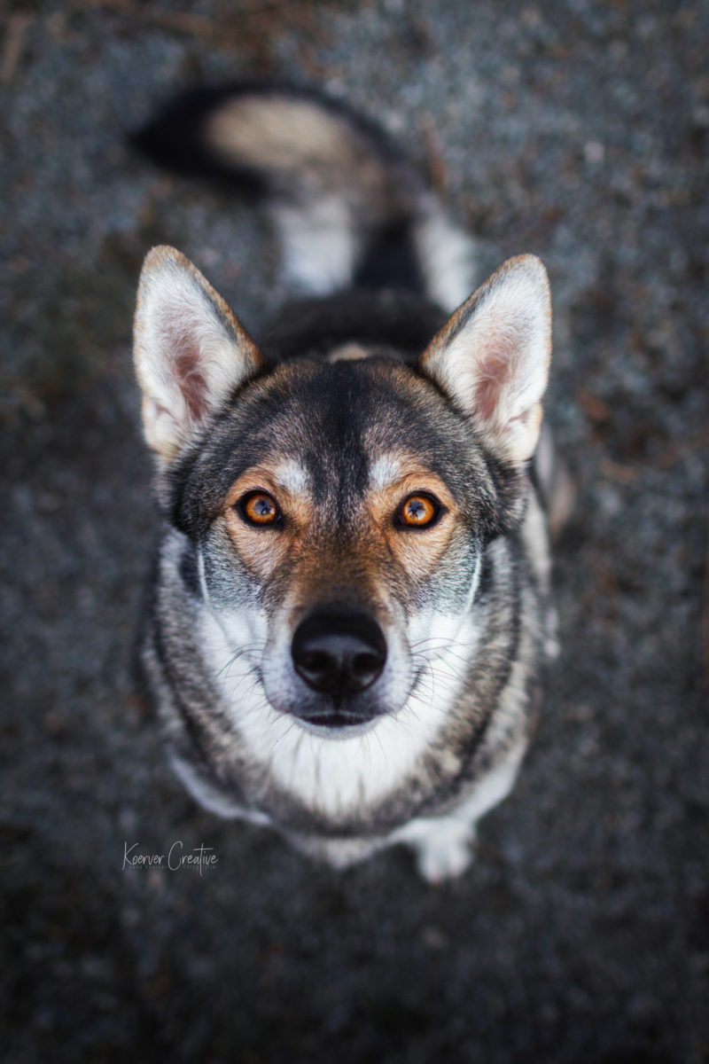 Tamaskan Hündin in Bad Harzburg