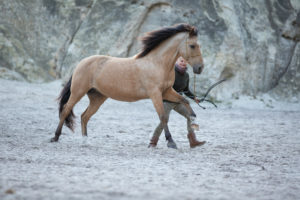 Galoppierendes Pferd in den Sandhöhlen