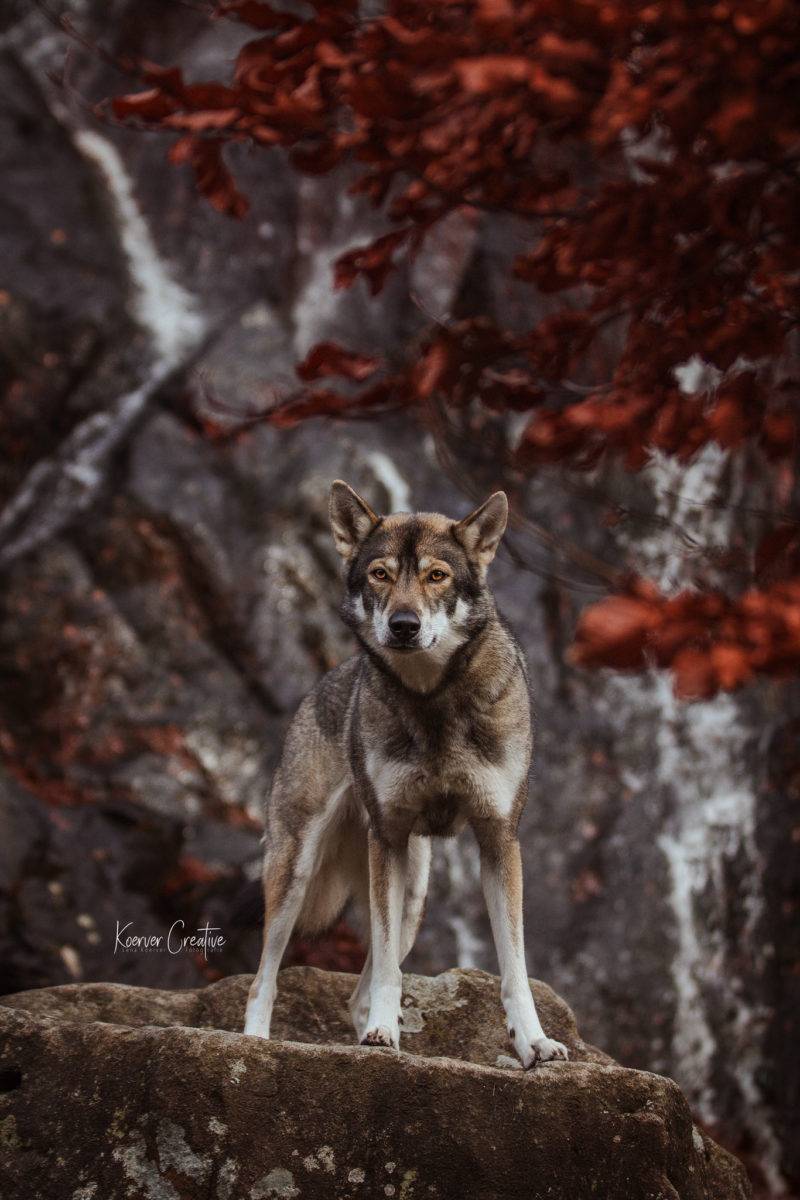 Wolfshund_in_Bad Harzburg