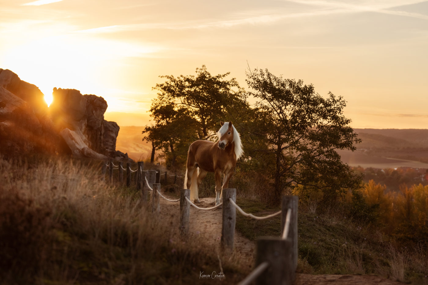 Pferdefotografie in Seesen im Harz, Pferdefotografin