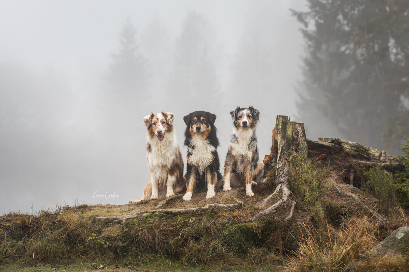 Wandern mit Hund im Harz Fotowanderung Fotoshooting im Harz