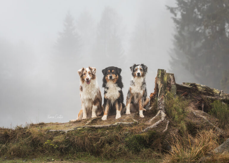 Wandern mit Hund im Harz Fotowanderung Fotoshooting im Harz