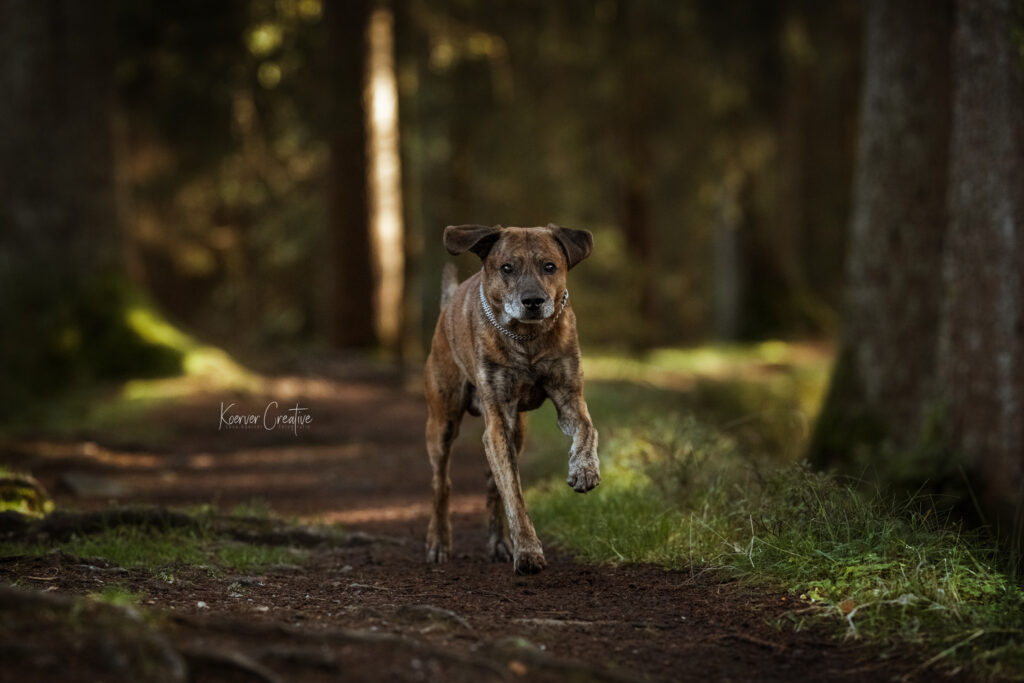 Fotowanderung mit Hund im Harz