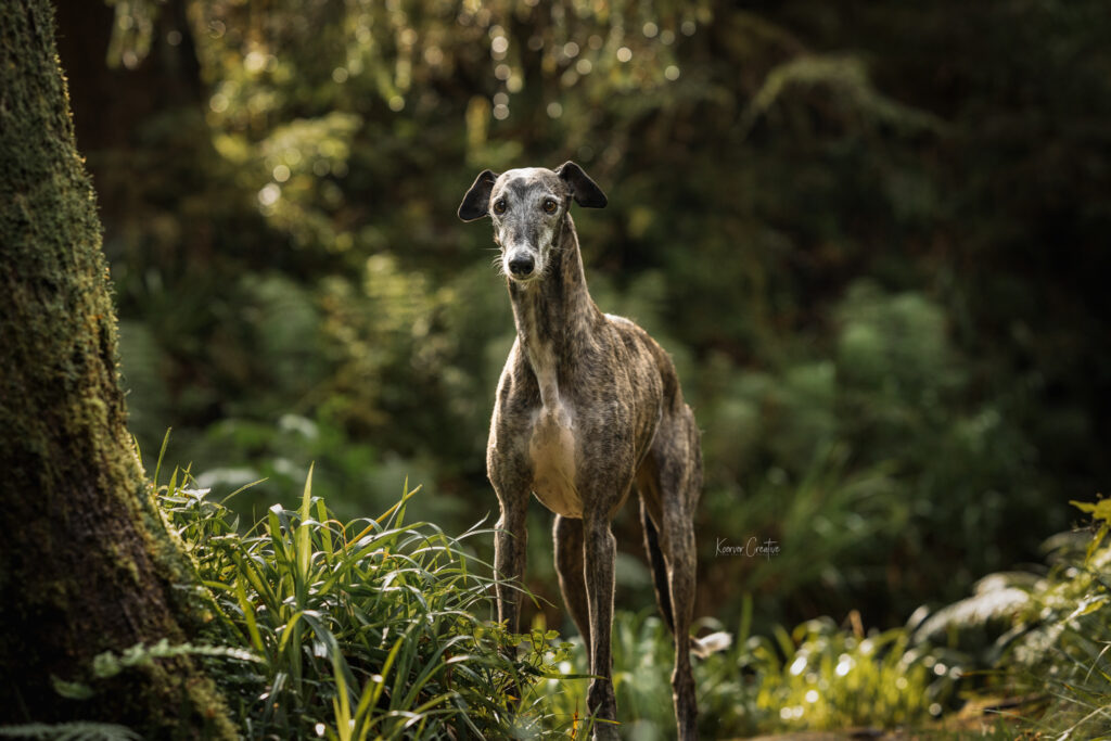 Wandern mit Hund im Harz Fotowanderung Fotoshooting im Harz