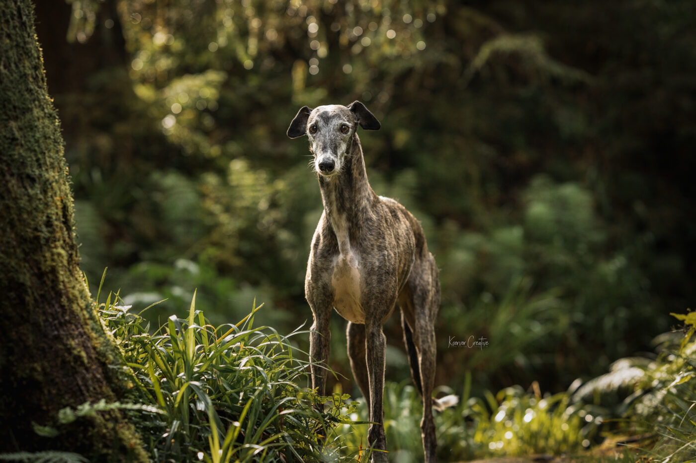 Wandern mit Hund im Harz Fotowanderung Fotoshooting im Harz