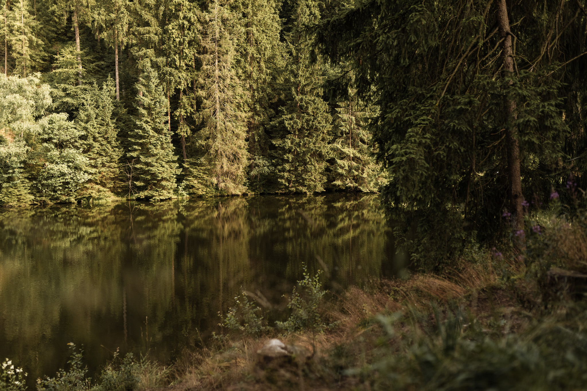 Wandern mit Hund im Harz bei einer Fotowanderung mit Lena Koerver Fotografie