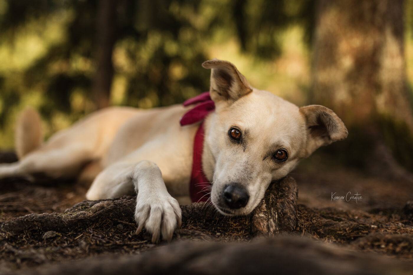 Ein heller Hund legt seinen Kopf auf einem Baumstamm ab und schaut in die Kamera